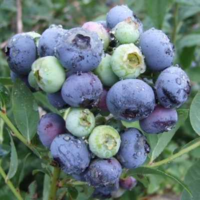 ?u?oriedka ´Darrow´ - Vaccinium ´Darrow´ - 30/40cm