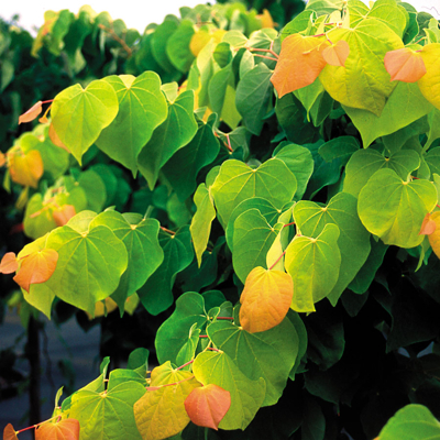 Judášovec kanadský - Cercis canadensis 'Rising Sun' 