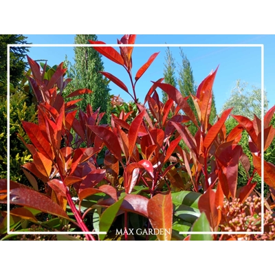 Červienka, Fotínia - Photinia fraseri ´Red Robin´  Co10L  110/130