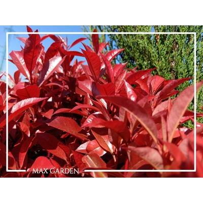 Červienka, Fotínia  - Photinia fraseri ´Robusta Compacta´ Co25L KM90  d40-50