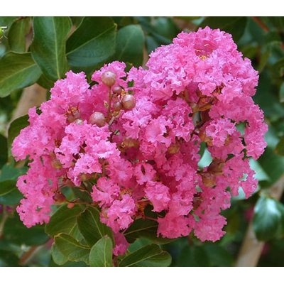 Myrta krepová - Lagerstroemia indica ´Rose´- viackme? - 330/350cm