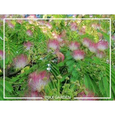 Albízia - Albizia julibrissin Ombrella Co35L -  vysokokmeň 200-220cm