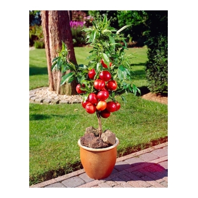 Nektarínka zakrslá - Prunus persica ´Rubis´ - na 1/4 kmeni