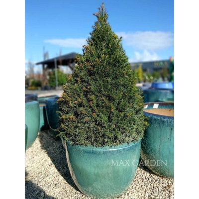 Tis obyčajný - Taxus baccata