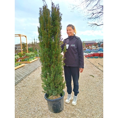 Tis obyčajný - Taxus baccata ´Fastigiata Robusta´ 100/125