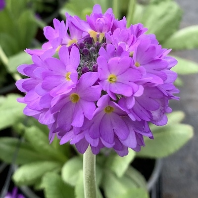 Primula denticulata ´Prom Lilac´