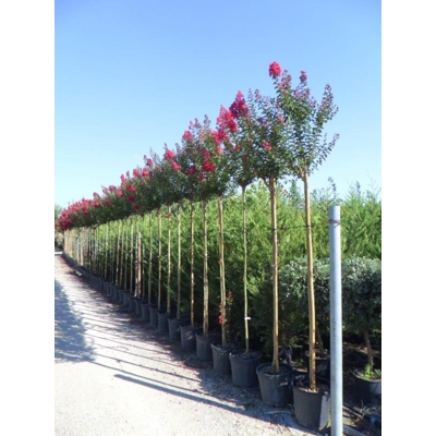 Myrta krepová červená - Lagerstroemia indica ´Dynamite´ Co10L 125/150