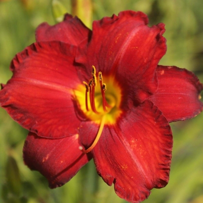 Hemerocallis ´Signal´