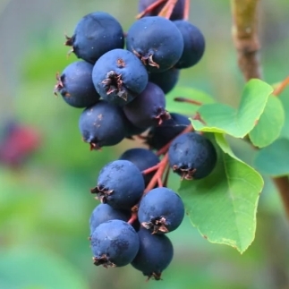 Muchovník lamarckov - Amelanchier lamarckii  Co3L 30/40