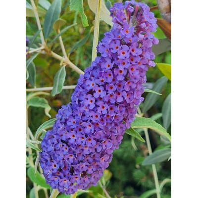 Buddleja davidii 'Empire Blue'  Co5L