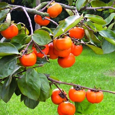 Ebenovník rajčiakový  - Diospyros kaki - Hurmi Kaki ´Tipo´ Co18L  km90  200/220