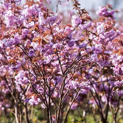 Čerešňa pilovitá - Prunus serrulata  'Kanzan' Co30L 10/12 - vysokokmeň