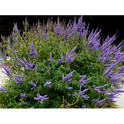Vitex jah?ací - Vitex agnus castus - 50+cm