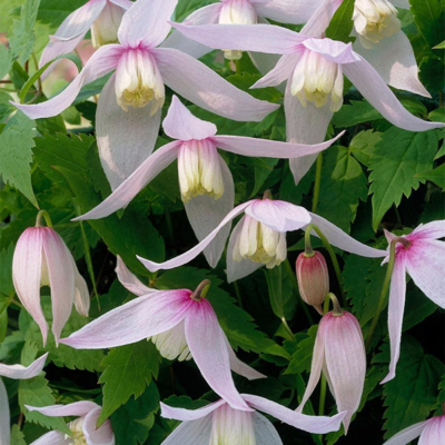 Plamienok - Clematis 'Warszawska Nike' 40+ Co2L