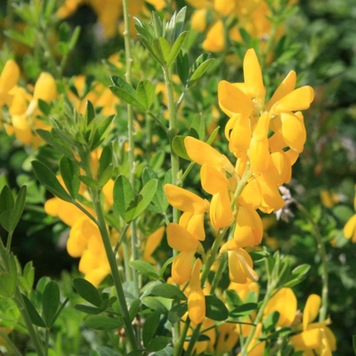Zanoväť - Cytisus praecox  'Lena' P15 30/40