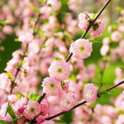 Mandľa okrasná - Prunus triloba Co5L KM80