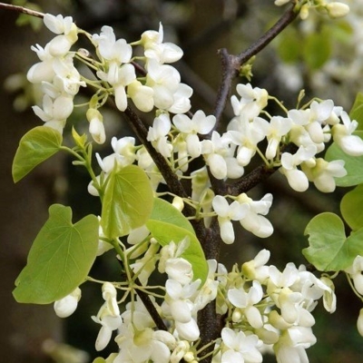 Judášovec strukovitý - Cercis siliquastrum  Co35L  6/8 - vysokokmeň