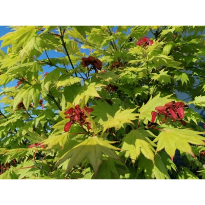 Javor japonský - Acer shirasawanum 'Jordan´ Co14L  100/125