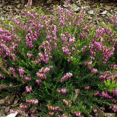 Vresovec darleydalský - Erica darleyensis ´Kramer's Rote´ Co9