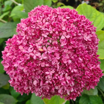 Hortenzia - Hydrangea arborescens 'Candybelle Bubblegum' Co2,5L 30/40