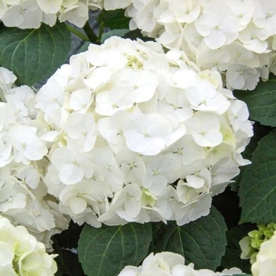 Hortenzia kalinolistá - Hydrangea macrophylla 'Early Blue'® P14