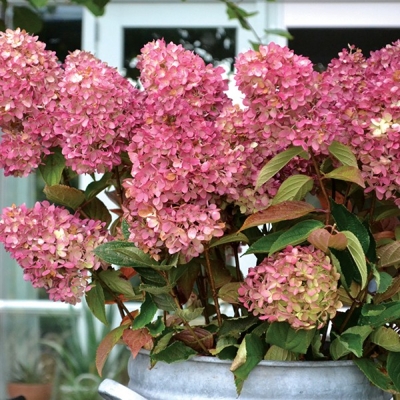 Hortenzia metlinatá - Hydrangea paniculata 'Mojito'  20/30 Co2L