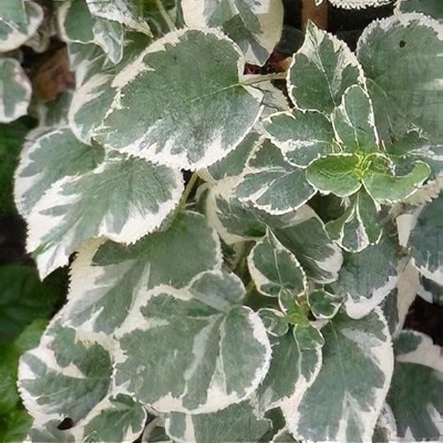 Hortenzia popínavá - Hydrangea petiolaris ´Silver Lining´ - 40/50cm