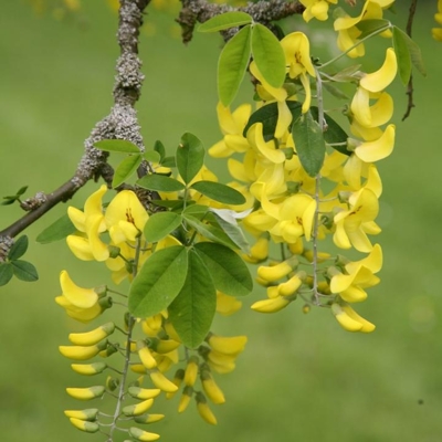 Štedrec hybridný - Laburnum ´Watereri Vossii´ Co10L km80/100