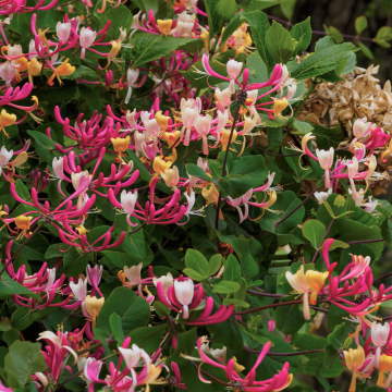 Zemolez periclymenum  -  Lonicera Periclymenum ‘Serotina’ Co2L 60/80