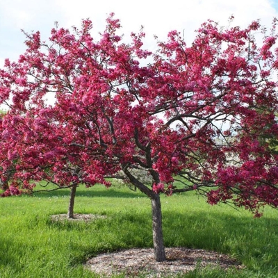 Jabloň okrasná - Malus Royal Beauty  Co15L  KM180