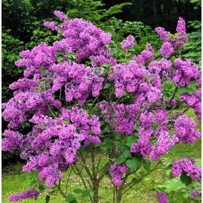 Orgován obyčajný - Syringa vulgaris 'Mme Lemoine'  Co12L km1/2