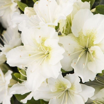 Azalka japonská - Azalea japonica  'Maischnee'  Veľkosť: 20-30 , K2,5