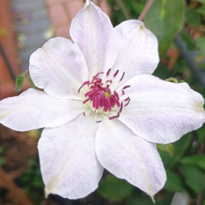 Plamienok - Clematis 'Warszawska Nike' 40+ Co2L
