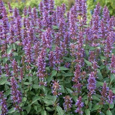 Agastache 'Purple Haze'