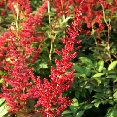 Astilba - Astilbe Arendsii ´Glut´ Co14