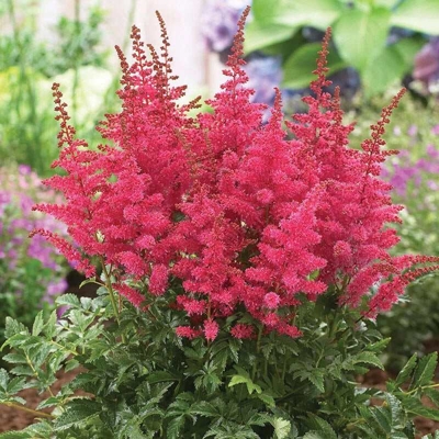 Astilba - Astilbe Arendsii ´Cattleya´ Co1L