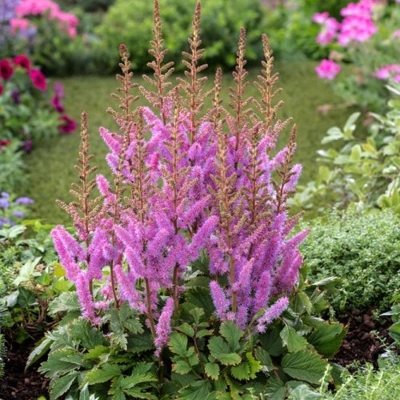 Astilba - Astilbe Arendsii ´Cattleya´ Co1L
