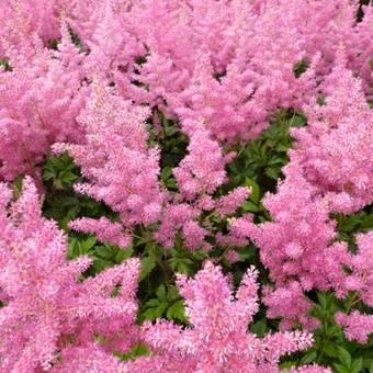 Astilba - Astilbe japonica ´Köln´ Co14