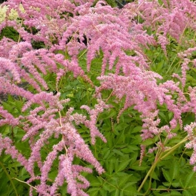 Astilba - Astilbe japonica ´Köln´ Co14