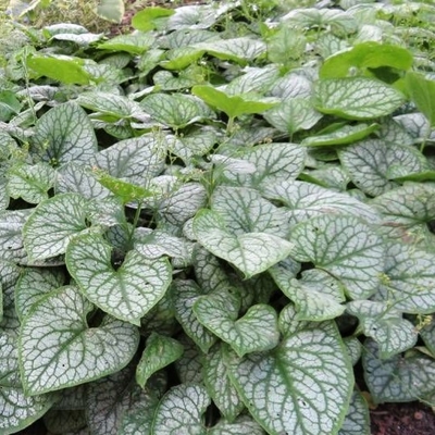 Brunnera macrophylla Co14
