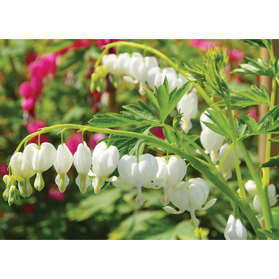 Srdcovka - Dicentra spectabilis ´Alba´