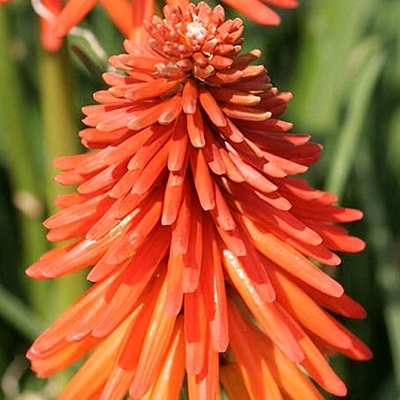 Kniphofia ´Fire Glow´