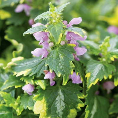 Lamium maculatum 'Anne Greenaway'