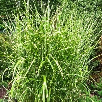 Ozdobnica čínska - Miscanthus sinensis 'Zebrinus' P23