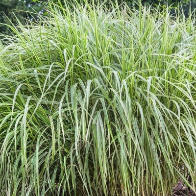 Ozdobnica čínska -Miscanthus sinensis 'Zebrinus' Co18