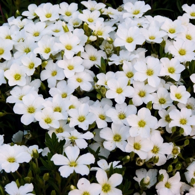 Arenaria montana