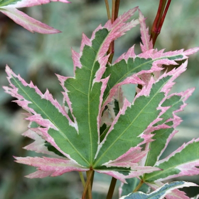 Javor dlaňolistý - Acer palmatum ´Butterfly´ - 55+cm