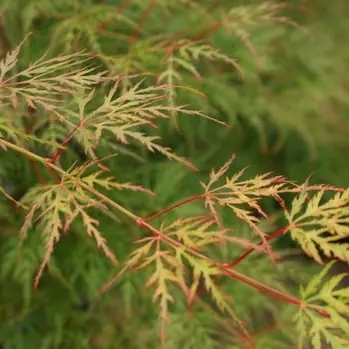 Javor dlaňolistý - Acer palmatum ´Emerald Lace´ - 60+cm