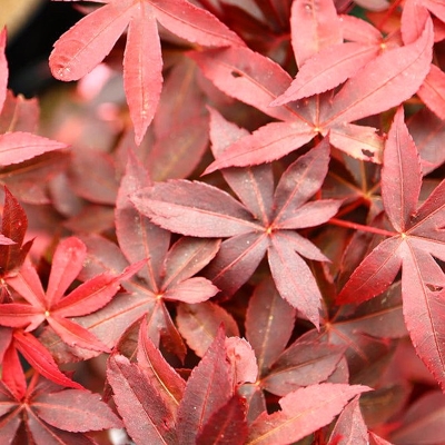 Javor dlaňolistý  - Acer palmatum 'Little Princess'  Co3L 30/40