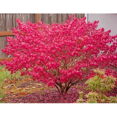 Euonymus japonicus ‘Elegantissimus Aureus’  Co10L  60/70
